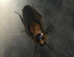 Blaberus discoidalis