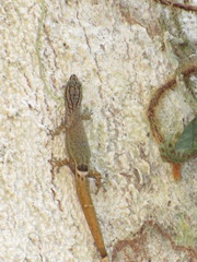 Sphaerodactylus millepunctatus