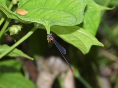 Teinobasis ruficollis