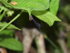 Teinobasis ruficollis