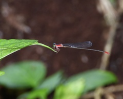 Teinobasis ruficollis