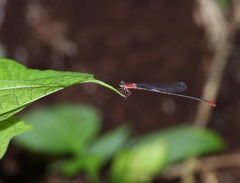 Teinobasis ruficollis