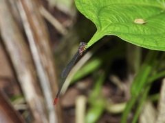 Teinobasis ruficollis