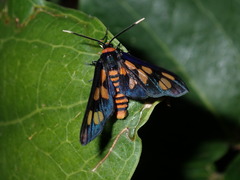 Amata nigriceps