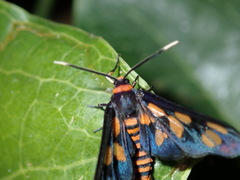 Amata nigriceps