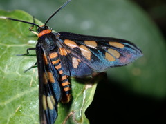 Amata nigriceps