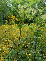 Arnoglossum