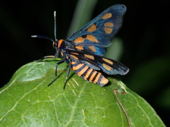 Amata nigriceps