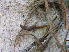 Sphaerodactylus millepunctatus