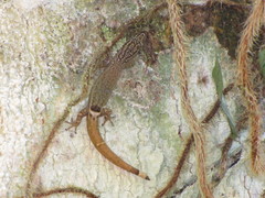 Sphaerodactylus millepunctatus