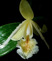 Sobralia mucronata