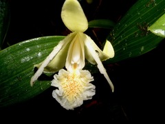 Sobralia mucronata