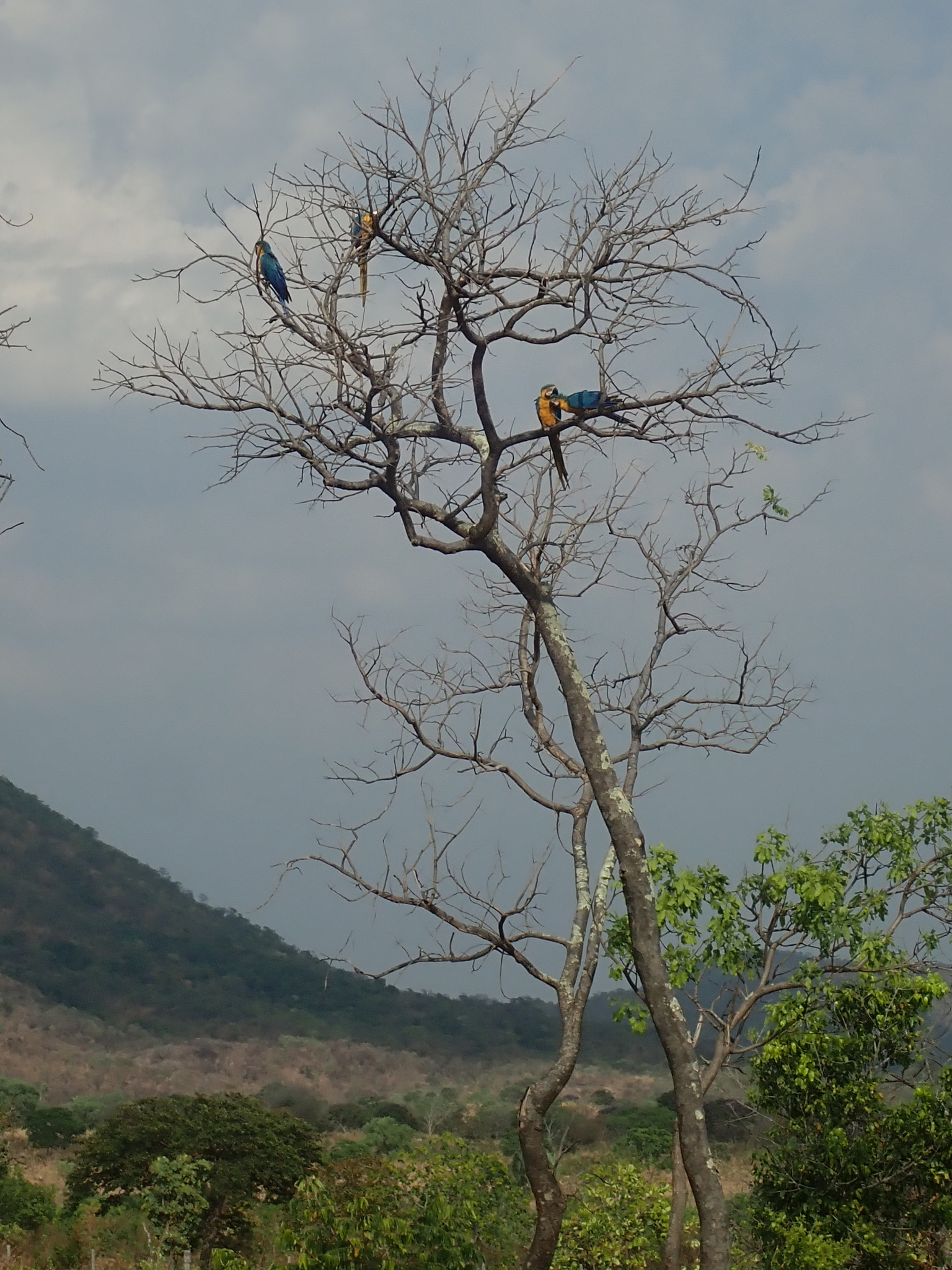 Blue-and-yellow Macaw