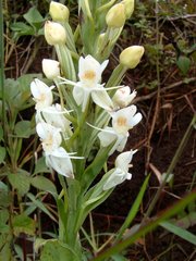 Habenaria monorrhiza