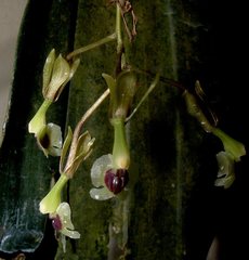 Epidendrum turialvae