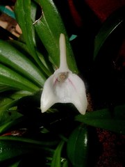 Masdevallia nicaraguae