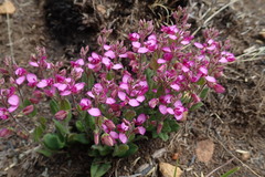 Polygala ohlendorfiana