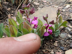 Polygala ohlendorfiana