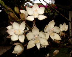 Caularthron bilamellatum