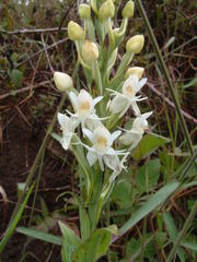 Habenaria monorrhiza