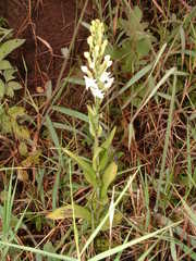 Habenaria monorrhiza