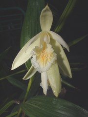 Sobralia mucronata