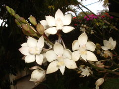 Caularthron bilamellatum