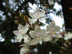 Caularthron bilamellatum