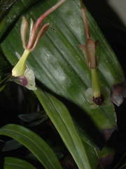Epidendrum turialvae