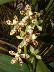 Prosthechea vespa