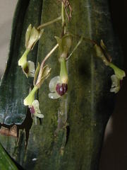 Epidendrum turialvae