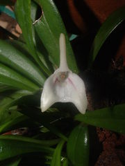Masdevallia nicaraguae