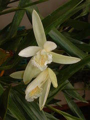 Sobralia mucronata