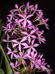 Epidendrum flexuosum
