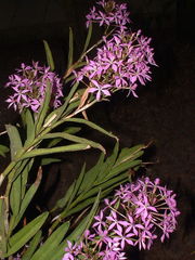 Epidendrum flexuosum