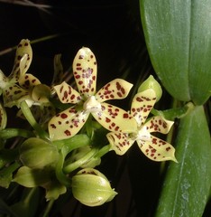 Prosthechea vespa