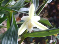Sobralia mucronata