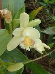 Sobralia luteola