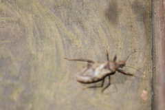 Panstrongylus geniculatus