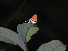 Drupadia ravindra moorei