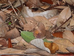 Faunis canens arcesilas