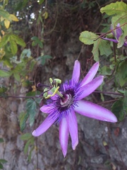 Passiflora