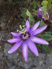 Passiflora