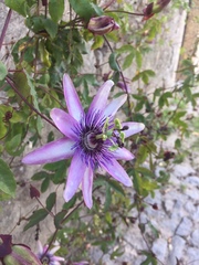 Passiflora