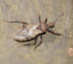 Panstrongylus geniculatus
