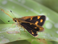 Taractrocera ceramas