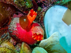 Ascidia incrassata