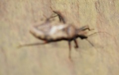 Panstrongylus geniculatus