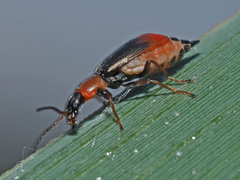 Cerapheles terminatus