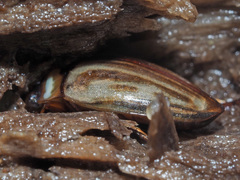 Platambus maculatus